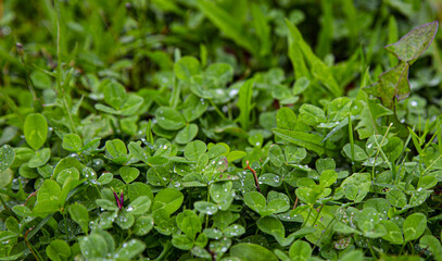 Canvas Print - The clover leaves in dew