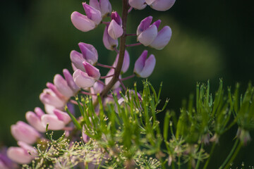 Sticker - A beautiful shot of lupinus flower in a garden, France