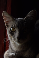 Wall Mural - a beautiful cat eye in the dark