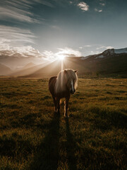 Sticker - A vertical shot of an adorable white horse with a long mane with the sun shin background