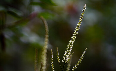 Poster - Closeup shot of a plant with blurry background