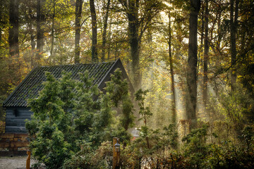 Sticker - Scenic view of a wooden house behind green trees in a forest covered with sunlight