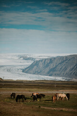 Canvas Print - Vertical shot of beautiful horses grazing pasture under a cloudy sky in Iceland