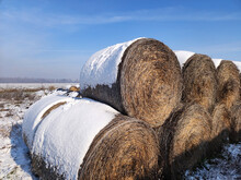 Round Straw Bales Covered With Snow Lying In The Field In Sunny Winter Day In Vojvodina