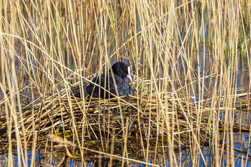 Poster - Eurasian coot nesting in the reed at spring