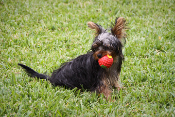 Wall Mural - Adorable Yorkshire terrier dog biting a strawberry toy on a lawn