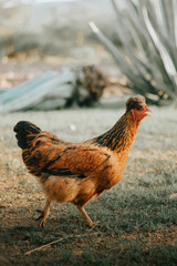 Wall Mural - Vertical shot of a chicken walking on the green grass against the blurred background