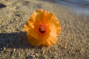 Wall Mural - closeup shot of a beautiful orange hibiscus flower on the beach