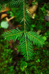 Sticker - Closeup shot of the pine tree branch