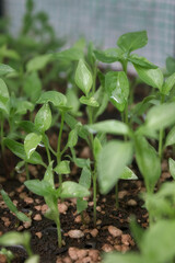 Poster - Selective focus shot of the newly planted green plants with the water drops on the leaves