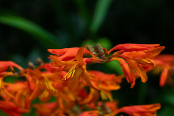 Sticker - Closeup shot of coppertips flowers in the garden