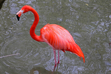 Wall Mural - High angle shot of a flamingo in water during the day