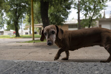 Closeup Of A Cute Mini Dachshund Walking On The Pavement With Greenery In The Background