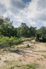 Poster - Beautiful landscape view of trees and bushes on land against a dramatic cloudy blue sky