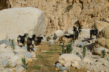 Poster - Group of goats at the scenic valley of Dana reserve, Jordan