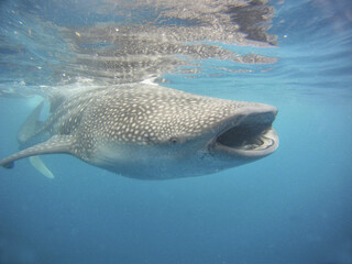 Canvas Print - Closeup shot of a whale shark swimming with its mouth wide open in the crystal clear waters