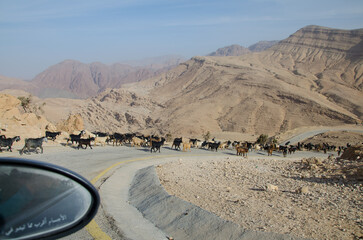 Poster - Group of goats at the scenic valley of Dana reserve, Jordan