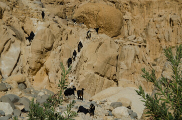 Poster - Group of goats at the scenic valley of Dana reserve, Jordan