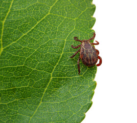 Canvas Print - Tick insect sitting on a green leaf