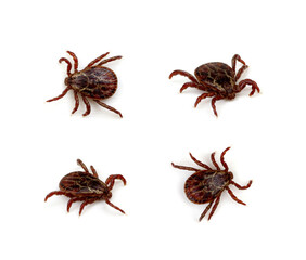 Canvas Print - set mite parasitic insect collection