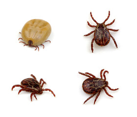 Canvas Print - set mite parasitic insect collection