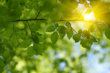 Wall Mural - Green leaves plants on sun in nature