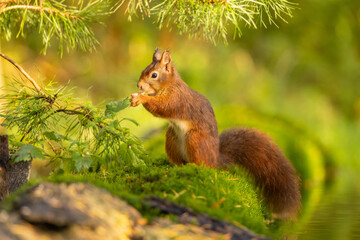 squirrel, red squirrel