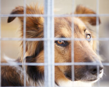 Dont Give Me Those Puppy Dog Eyes. A Dog Confined In A Cage At The Pound.