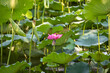 Eine rosa Lotusblüte in einem Meer von Lotusblumen und Seerosen auf einem See in Peking
