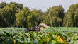Eine alte kaiserliche Brücke unter Trauerweiden im schönen Naturpark des alten Sommerpalastes in Peking auf einem See, welcher mit grünen Seerosen, Wasserlilien sowie Lotusblumen bewachsen ist.