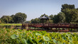 Ein Steg mit einem Pavillon im schönen Naturpark des alten Sommerpalastes in Peking auf einem See, welcher mit grünen Seerosen, Wasserlilien sowie Lotusblumen bewachsen ist.
