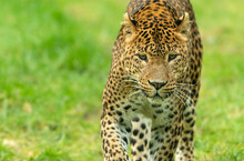 Sri Lankan Leopard (Panthera Pardus Kotiya) Prowling. Beautiful Big Cat Portrait.