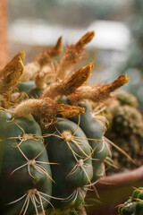 Sticker - Cactus flowers with seeds in detail.