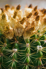 Wall Mural - Cactus flowers with seeds in detail.