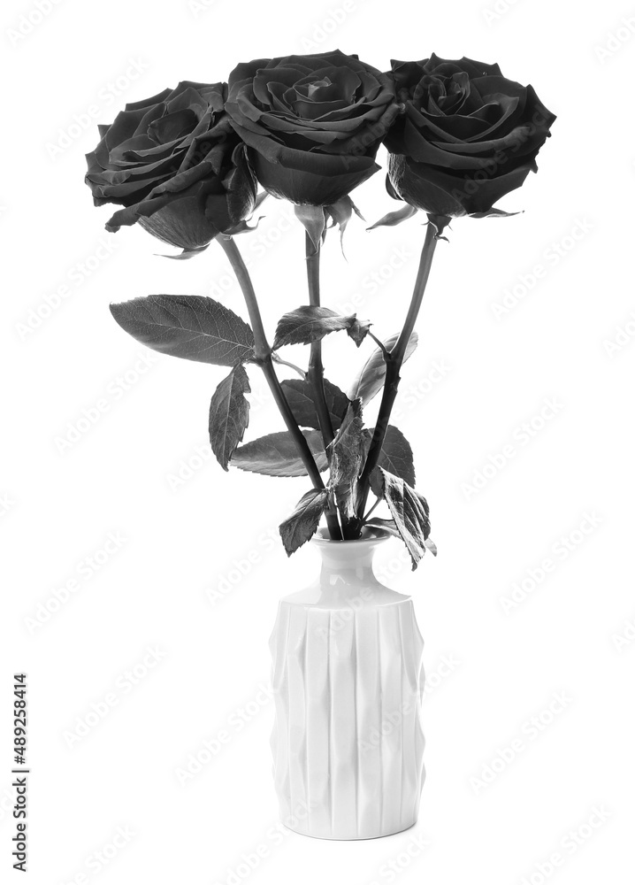 Fresh black roses in vase on white background