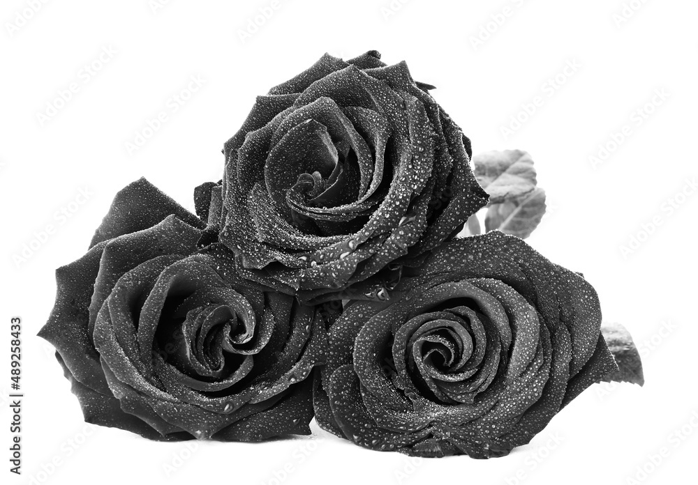 Fresh black roses on white background