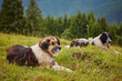 Romanian Mioritic Shepherd Dog laying on grass