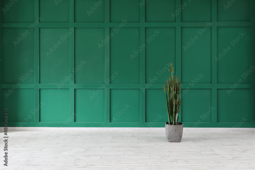 View of empty room with green wall and big cactus