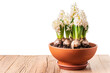 White hyacinths blooming in terracotta flower pot on rustic wooden table isolated against white background. Spring flowers design template with copy space. Side view, horizontal format.