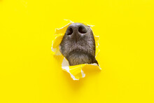 A Dog Nose Sticks Out Of A Hole In A Yellow Torn Piece Of Paper