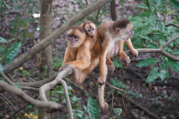 Wall Mural - Wild family in Amazon rainforest of white fronted capuchin monkeys (Cebus albifrons) from subfamily Cebinae. The mother animal is carrying a small baby on her back.  Near Iranbuba, Amazonas, Brazil.