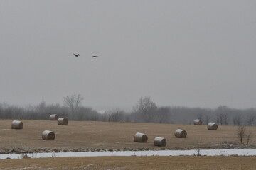 Canvas Print - Geese Flying Over a Snowy Hay Field