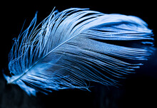 Feather, Bird Feather, Artificial Feather, Painted Feather Falling And Floating