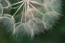 Large Seedhead Of The Tragopogon Dubius (salsify) Up Close