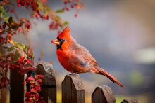 Red Cardinal, Male Sitting On A Picket Fence Eating A Red Berry.  Soft,  Intentional Defocused Background