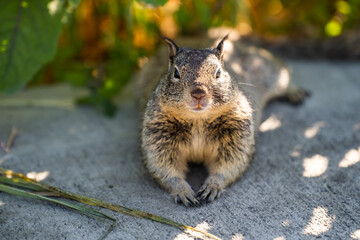 Wall Mural - California Ground Squirrel (Spermophilus beecheyi) lying down posing for the camera. 