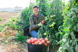 © JackF - European man harvesting red tomatoes in vegetable garden. He's filling buckets with them.