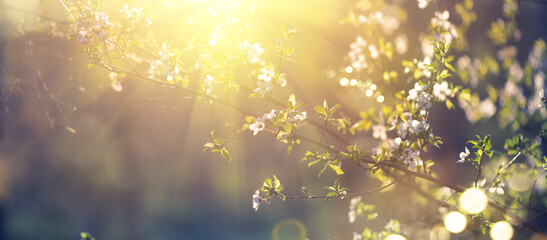 Fotomurales - Spring blossom background. Beautiful nature scene with blooming tree and sun flare. Sunny day. Spring or summer flowers. Beautiful Orchard. Abstract blurred background. Springtime
