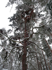 Wall Mural - bottom up view of winter snow-covered pine trunks and branches, selective focus.