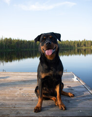 rottweiler dog lying on a dock on lake in summer sitting